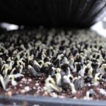 SeedLeaf microgreens crop planning sunflower crop