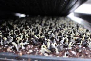 SeedLeaf microgreens crop planning sunflower crop