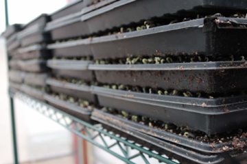 SeedLeaf microgreens crop planning germinating trays