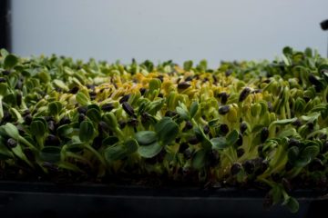 sunflower microgreens